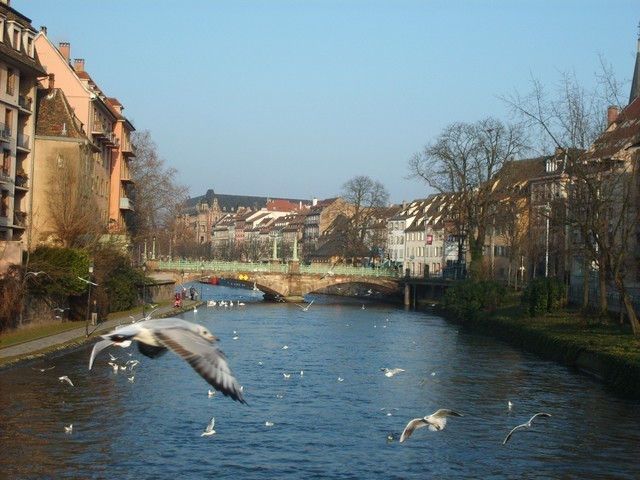 Vacances en Alsace à Strasbourg  Mouettes sur l'ill Gite 2 personnes au nord de Strasbourg à Berstett